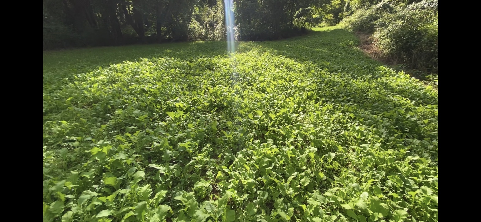 Wild Tine food plot