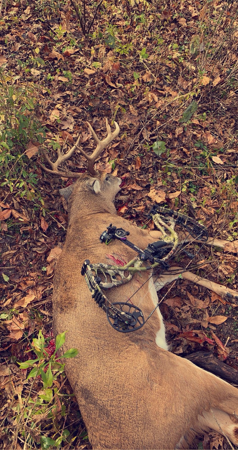 Buck with bow