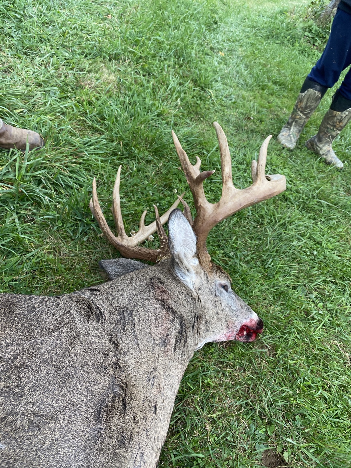 Ohio whitetail buck