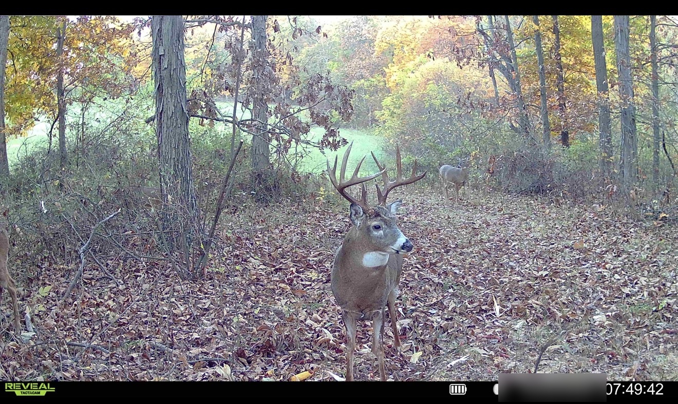 Ohio whitetail trail camera