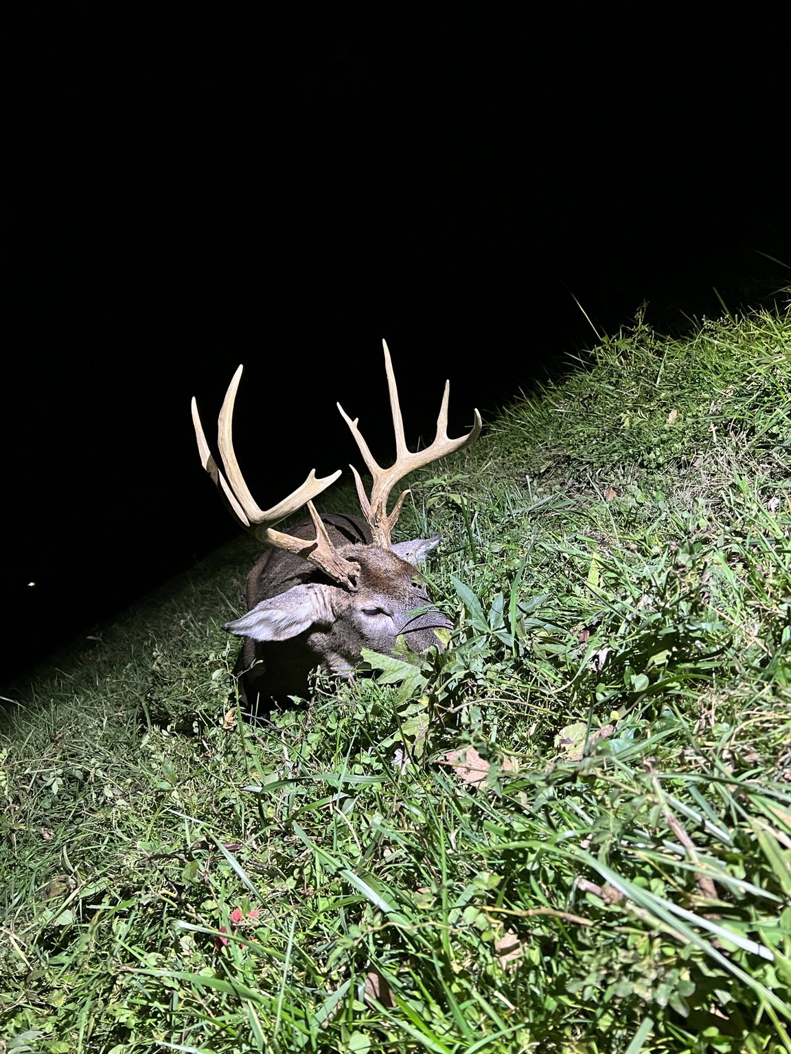 Food plot turnips and habitat work